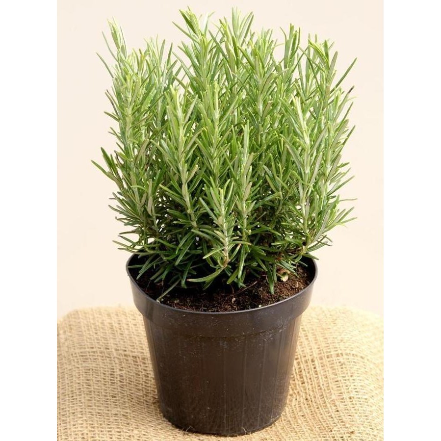 

Terlaris Bibit / Benih / Seeds Herb Rosemary Herbal Wangi Dan Harum