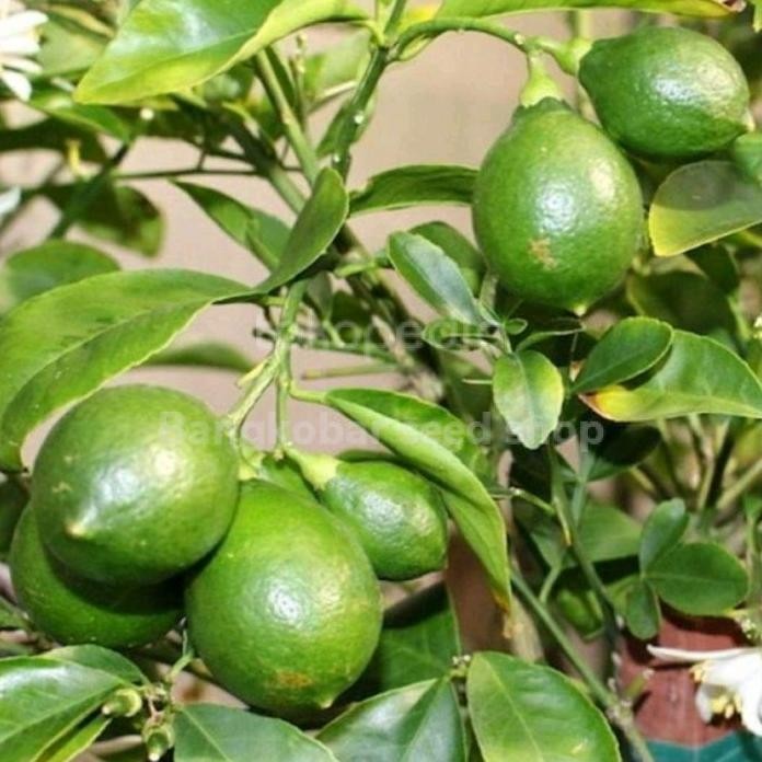 

Terlaris Bibit Tanaman Jeruk Nipis Super Bb82