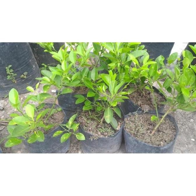 

Terlaris Termurah Bibit Tanaman Jeruk Nipis Berkualitas