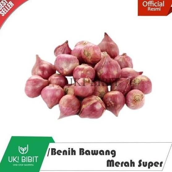 

Terlaris Bibit Benih Unggul (100 Butir) Bawang Merah Super Repack