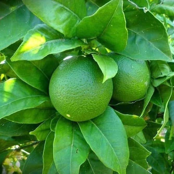 

Terlaris Joss Bibit Tanaman Jeruk Nipis Non Biji Tinggi 70 Cm Up Viral Laris