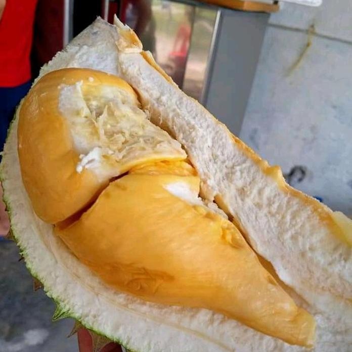 

Terlaris Bibit Durian Oche Duri Hitam Kaki 3
