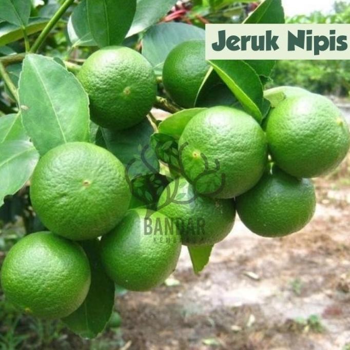 

Terlaris Obral Bibit Buah Jeruk Nipis Tanaman Hias Sudah Berbuah Atzz