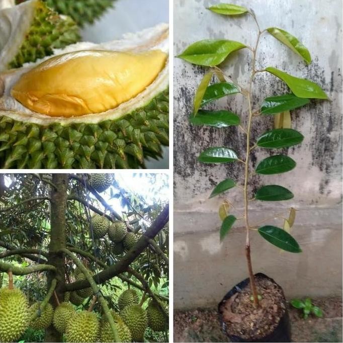 

Terlaris Bibit Durian Montong Hijau