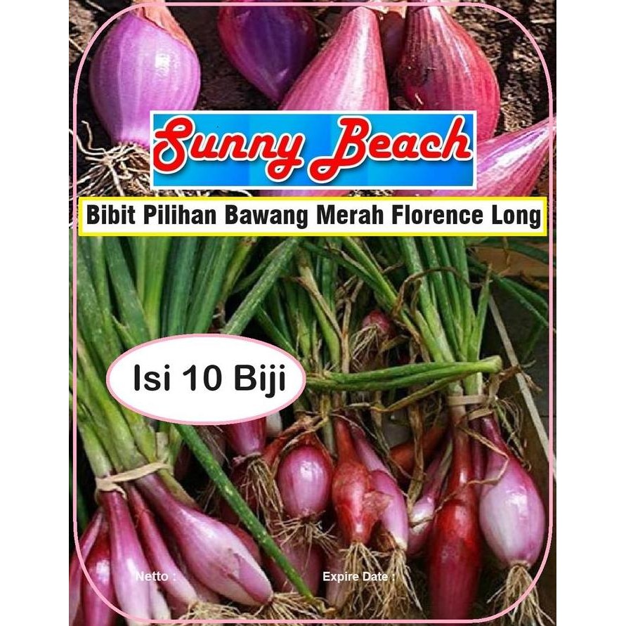 

Terlaris Bibit Pilihan Bawang Merah Florence Long | Biji Bibit Bawang Merah Florence Panjang