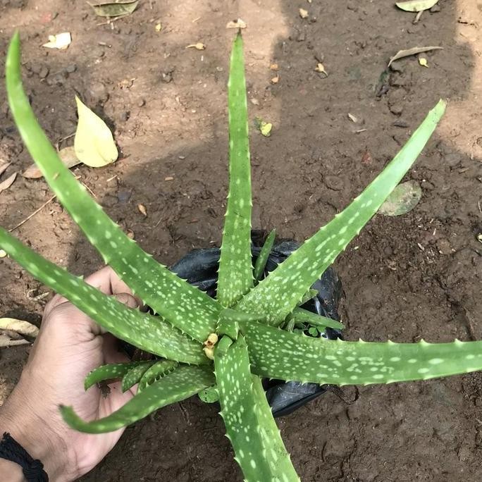 

Terlaris Bibit Tanaman Lidah Buaya