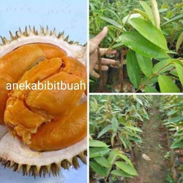 

Terlaris Bibit Durian Duri Hitam (Durian Ochee)