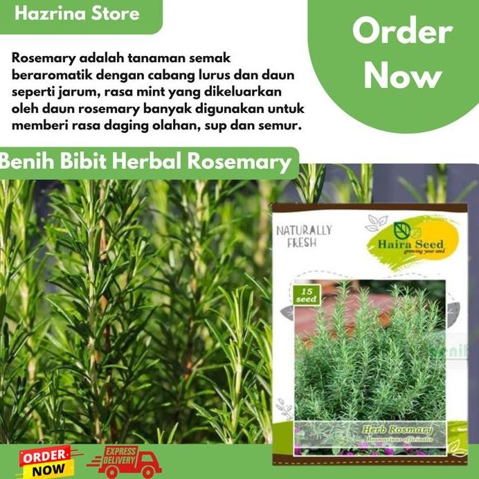 

Terlaris Benih-Bibit Herbal Rosemary Haira Seed