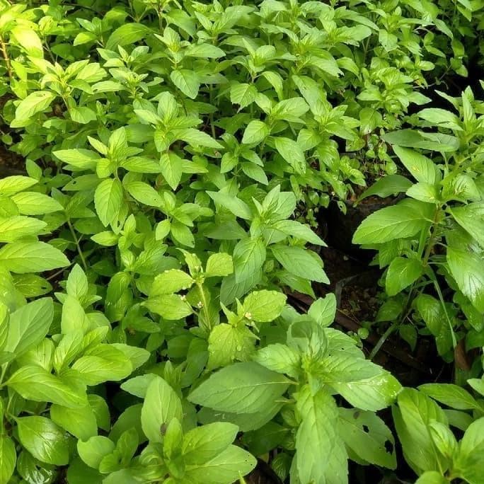 

Terlaris Bibit Tanaman Peppermint / Daun Mint Khagreen Murah Top