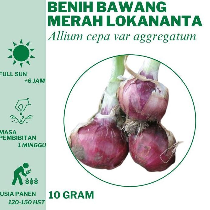 

Terlaris 15 Benih Bawang Merah Lokananta 10 Gram Cap Panah Merah Bibit Unggulan Hidroponik Tanam
