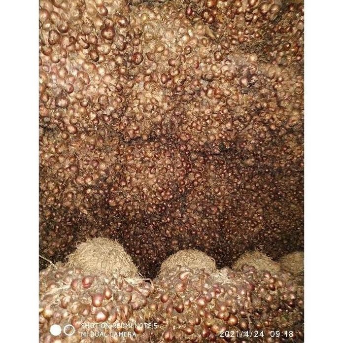 

Terlaris Produk Promo Bibit Bawang Merah Unggul Biru Lancor 1Kg(Siap Tumbuh)