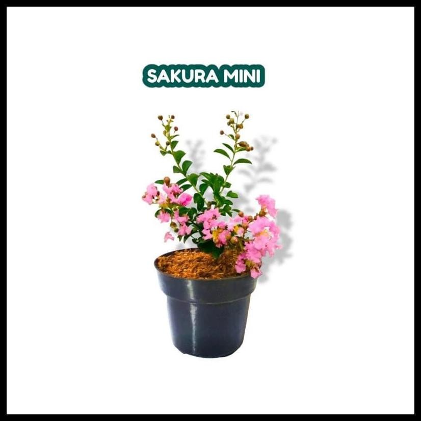 TANAMAN BUNGA SAKURA MINI//SAKURA MIKRO