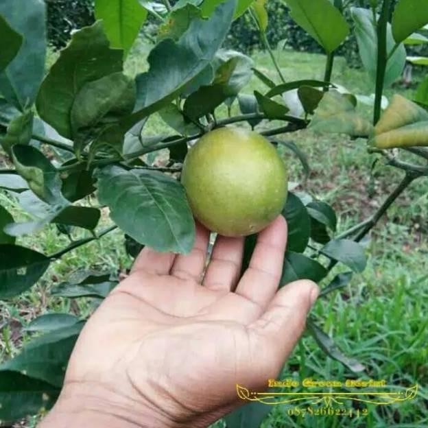 

Terlaris Bibit Jeruk Nipis Peras Ukuran 1 Meter