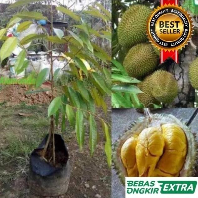 

Terlaris Bibit Durian Montong Kaki Tiga Hasil Okulasi Unggul Cepat Berbuah