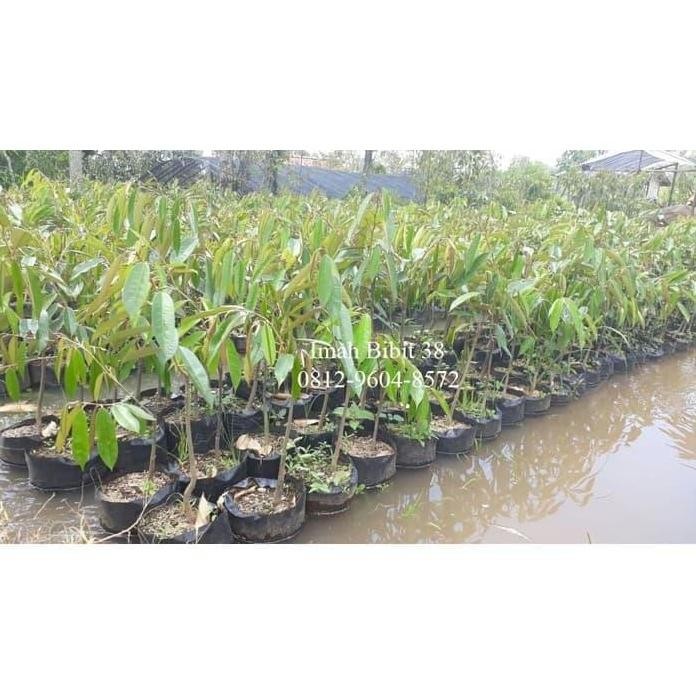 

Terlaris 90 Cm Bibit Tanaman Buah Durian Musangking