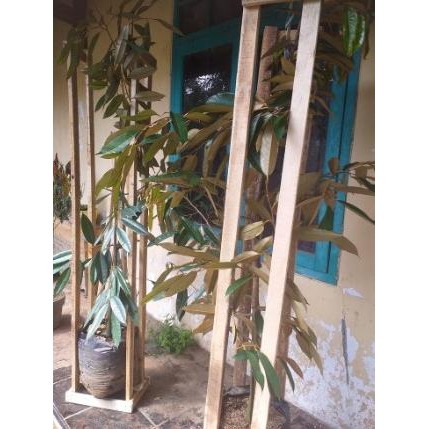 

Terlaris [ Bibit Pohon Durian Sudah Berbunga Montong Bawor Musangking ]