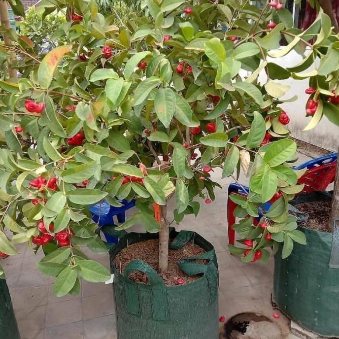 

Terlaris Bibit Tanaman Buah Jambu Air Kancing Merah Hasil Mmy