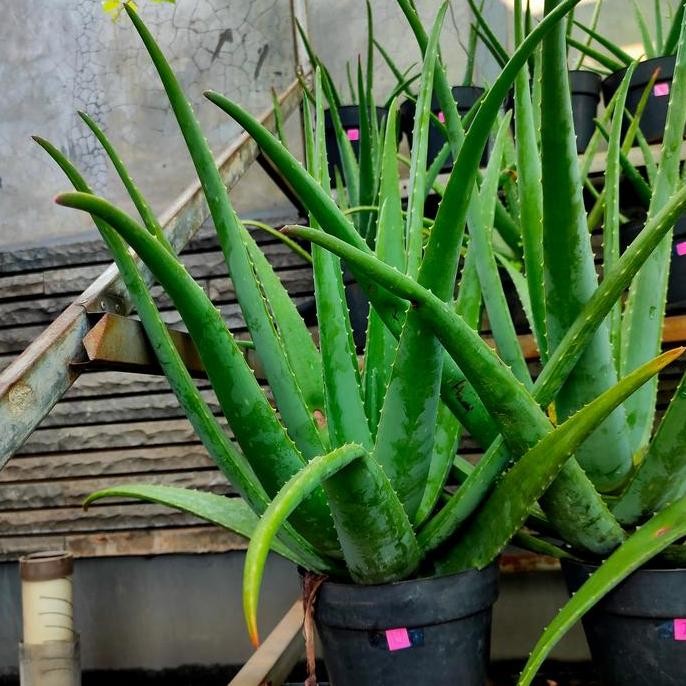 

Terlaris Bibit Tanaman Lidah Buaya Jumbo Aloe Vera Nomor 19