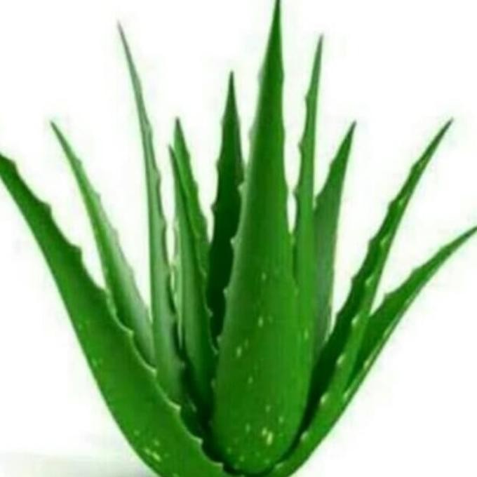 

Terlaris Promo Bibit Pohon Lidah Buaya Jumbo