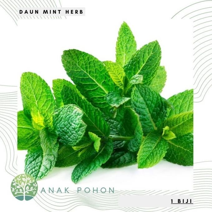 

Terlaris Benih / Bibit Daun Mint (Herbs) - Import Uk