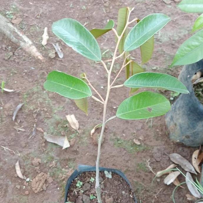 

Terlaris Beby Bibit Durian Kradumtong