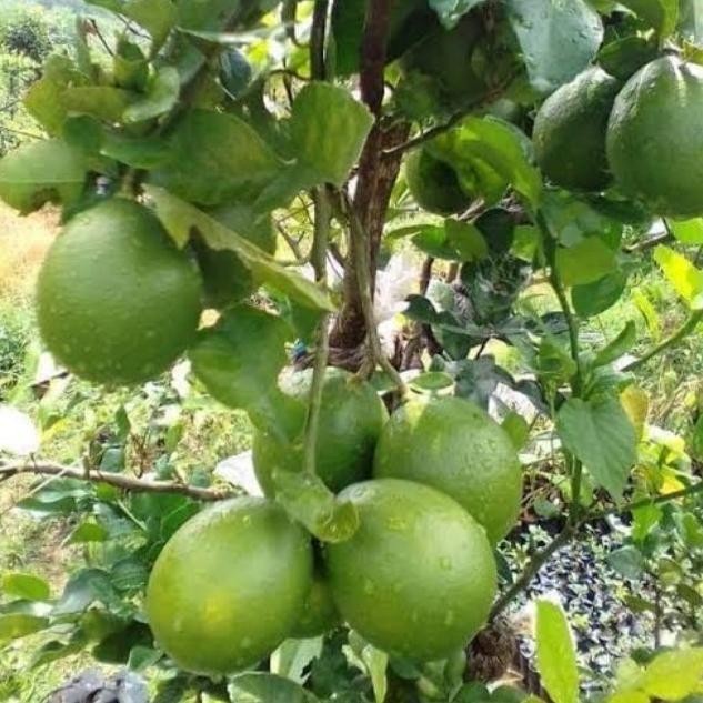 

Terlaris Bibit Tanaman Jeruk Nipis Hrg Ekonomis (Paket Isi 5 Pohon)