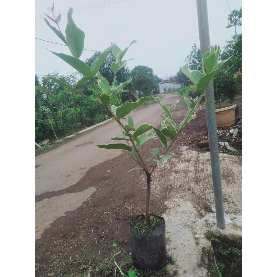 

Terlaris Bibit Jambu Madu Delhi Varigata 1 Meter