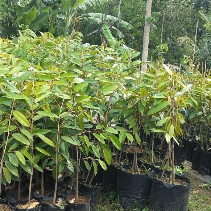 

Terlaris Bibit Durian Musangking,Bawor,Duri Hitam - Montong