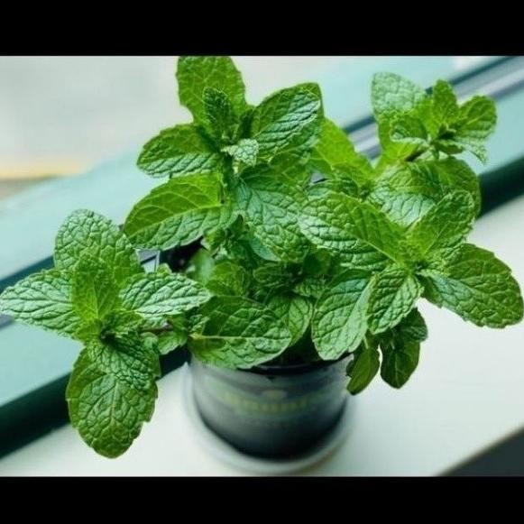 

Terlaris New Bibit Tanaman Daun Mint / Pohon Daun Mint Tanaman He Ruycog 7296Zp