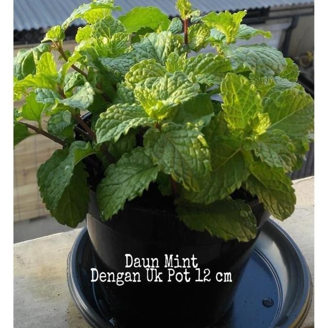 

Terlaris Bibit Tanaman Obat Daun Mint Herbal