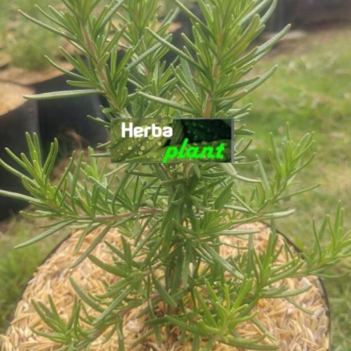

Terlaris Bibit Tanaman Rosemary (Obat Herbal)