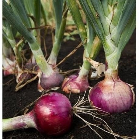 

Terlaris 40 Benih Bawang Merah Unggul Lokananta - Bibit Repack Murah [ Seribu ]