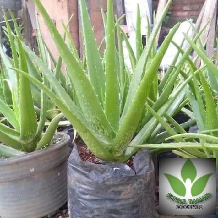 

Terlaris Pohon Lidah Buaya / Aloe Vera - Bibit Tanaman Pohon Daun Lidah Buaya