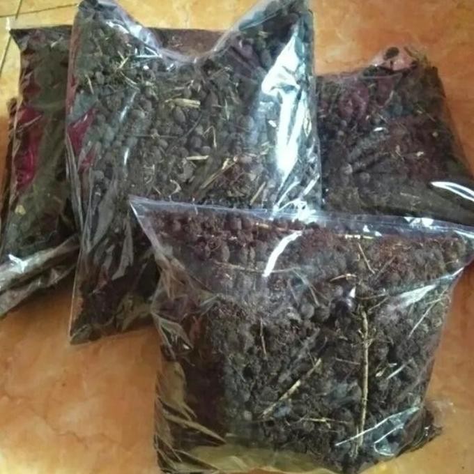 

Terlaris Pupuk Kandang Kohe Kambing