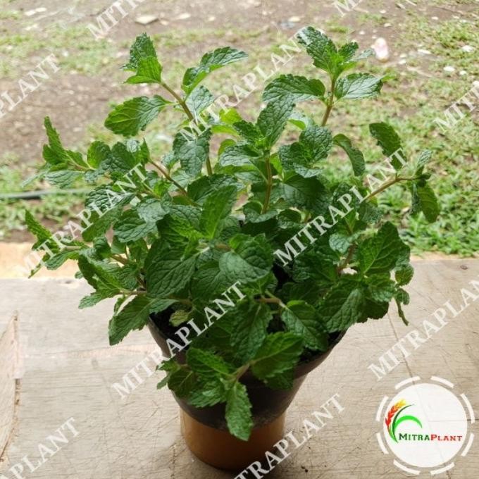 

Terlaris Bibit Tanaman Spearmint - Tanaman Daun Mint Menthol - Tanaman Herbal