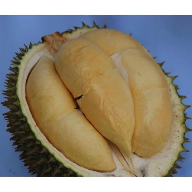 

Terlaris Promo Bibit Durian Non Sekat Unggul Berbuah Tebal