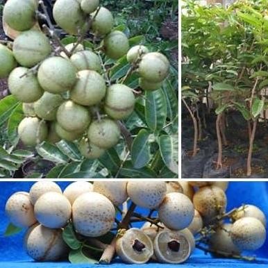 

Terlaris Bibit Kelengkeng Aroma Durian