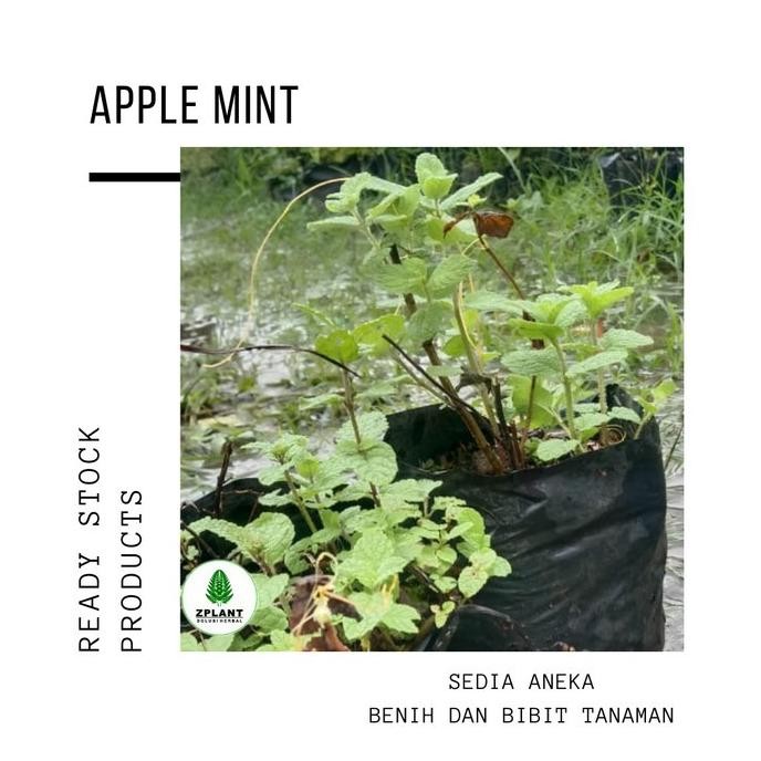 

Terlaris Bibit Tanaman Daun Apple Apel Mint Mentha Suaveolens Herbal Pohon Unik