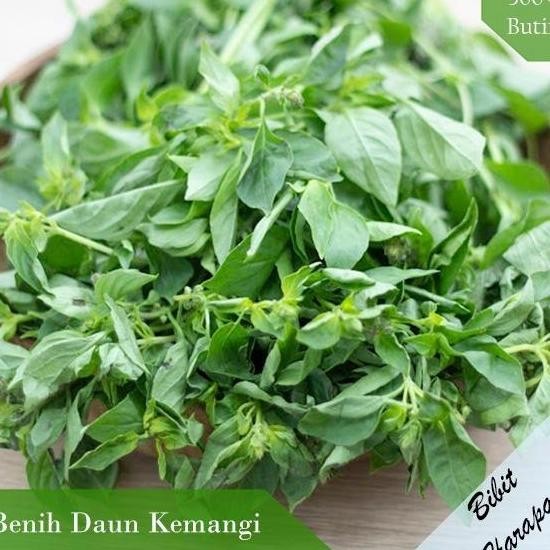 

Terlaris Bibit Benih Herba Rosemary Benih Bibit Tumbuhan Unggul Hidroponik