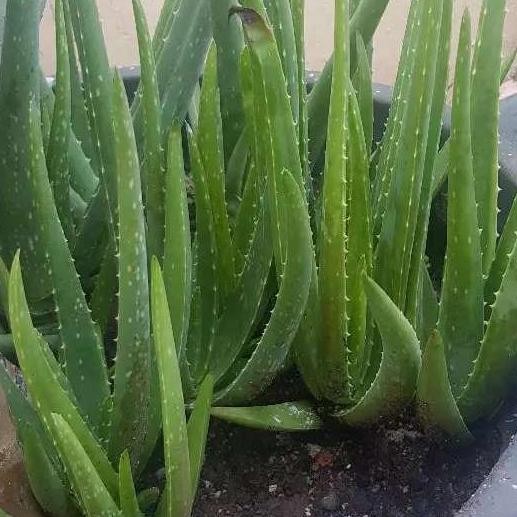 

Terlaris Bibit Lidah Buaya Jumbo