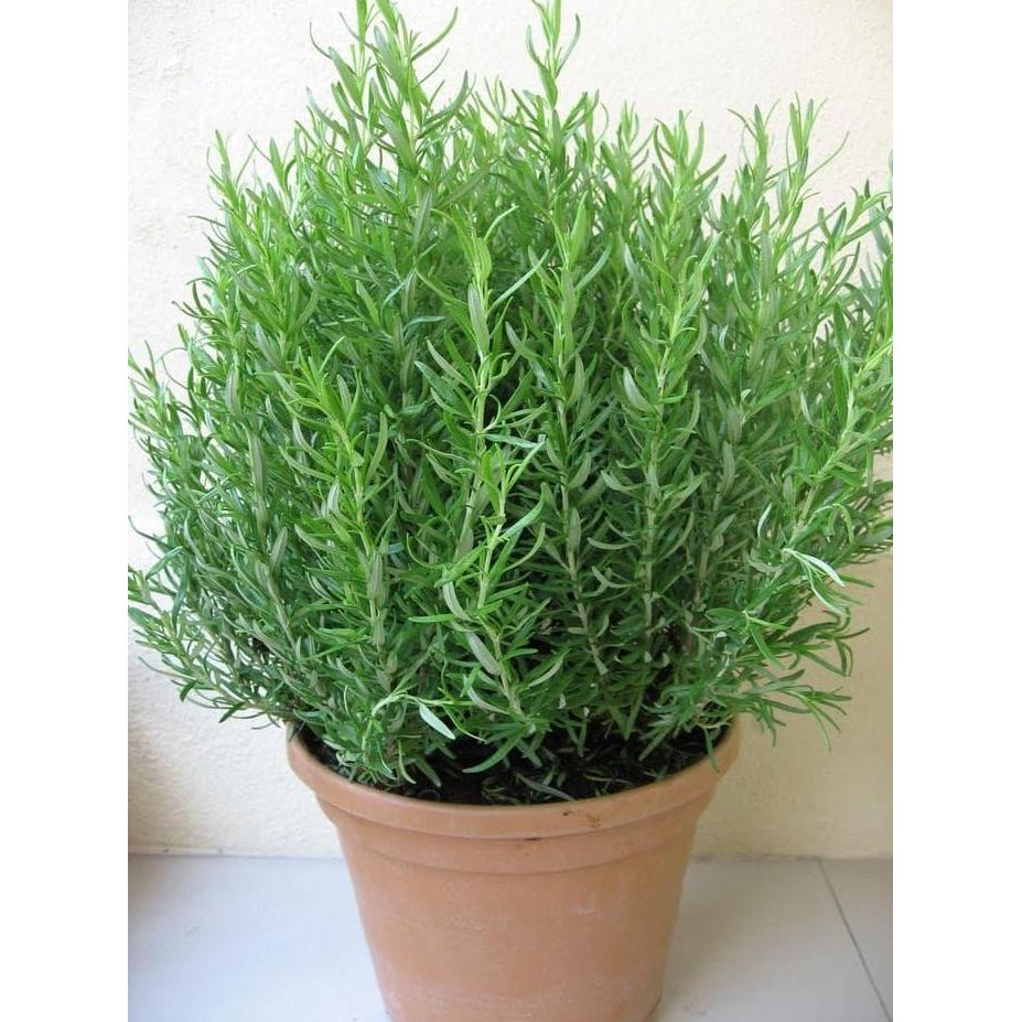 

Terlaris Bibit / Benih / Seeds Herb Rosemary Herbal Wangi Dan Harum
