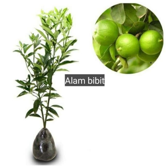 

Terlaris Baru Datang Bibit Tanaman Buah Jeruk Nipis Okulasi Cepat Berbuah Super