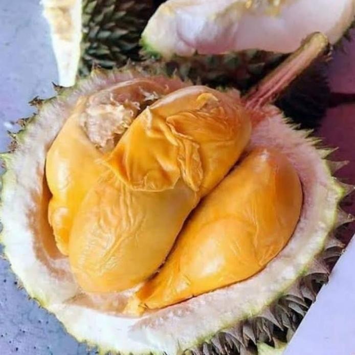 

Terlaris Bibit Tanaman Durian Ochee Duri Hitam Hasil Okulasi Genjah