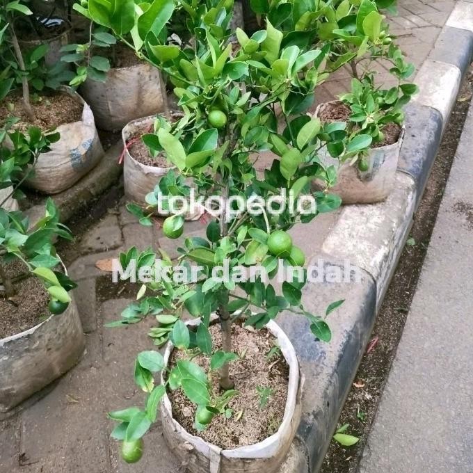 

Terlaris H3R. Bibit Pohon Jeruk Nipis Berbuah, Tanaman Jeruk Nipis Kampung