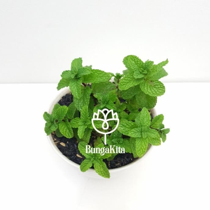 

Terlaris Am4N Bibit Daun Mint Peppermint