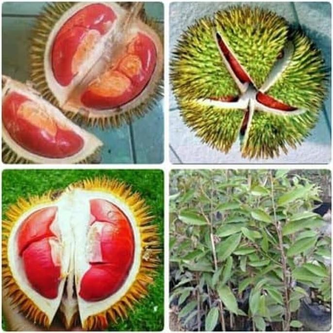 

Terlaris Paket Hemat 3 Bibit Durian Merah,Bawor,Musang King Bejo Bibit
