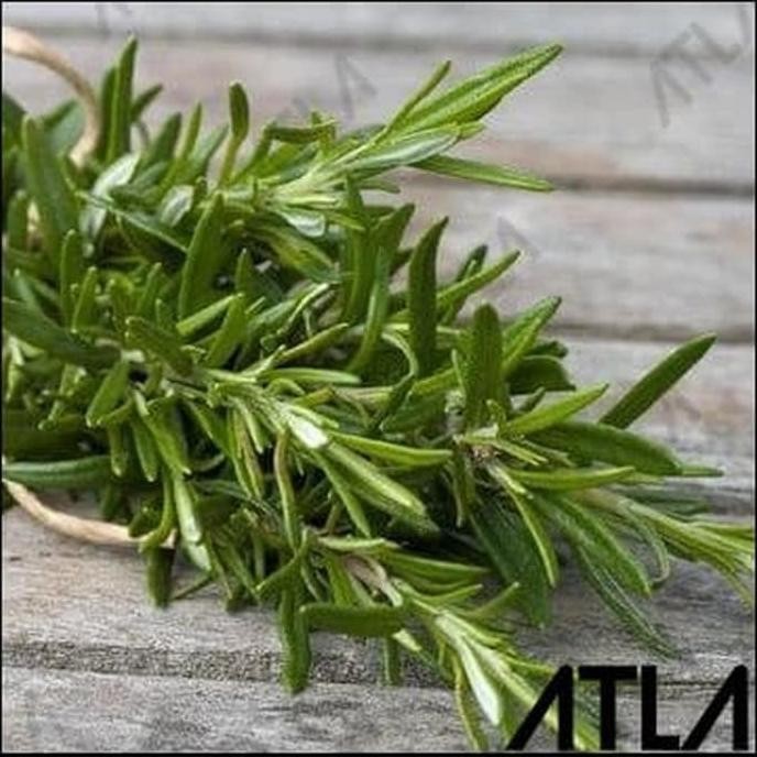 

Terlaris Murah Bibit Tanaman Daun Rosemary Herb Herbal Alami Organic Organik