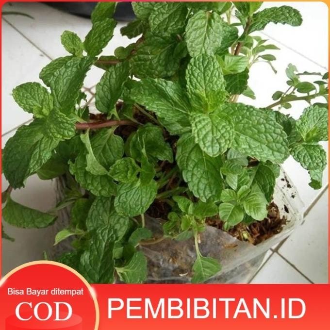 

Terlaris Bibit Tanaman Daun Mint Peppermint
