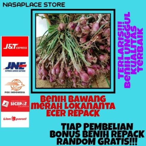 

Terlaris Isi 100 Biji Benih Bibit Bawang Merah Repack Ecer