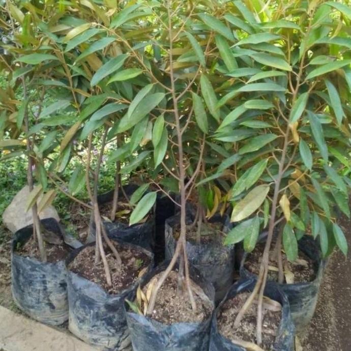 

Terlaris Bibit Durian Musangking Kaki 3 Tinggi 1,5 Meter Up